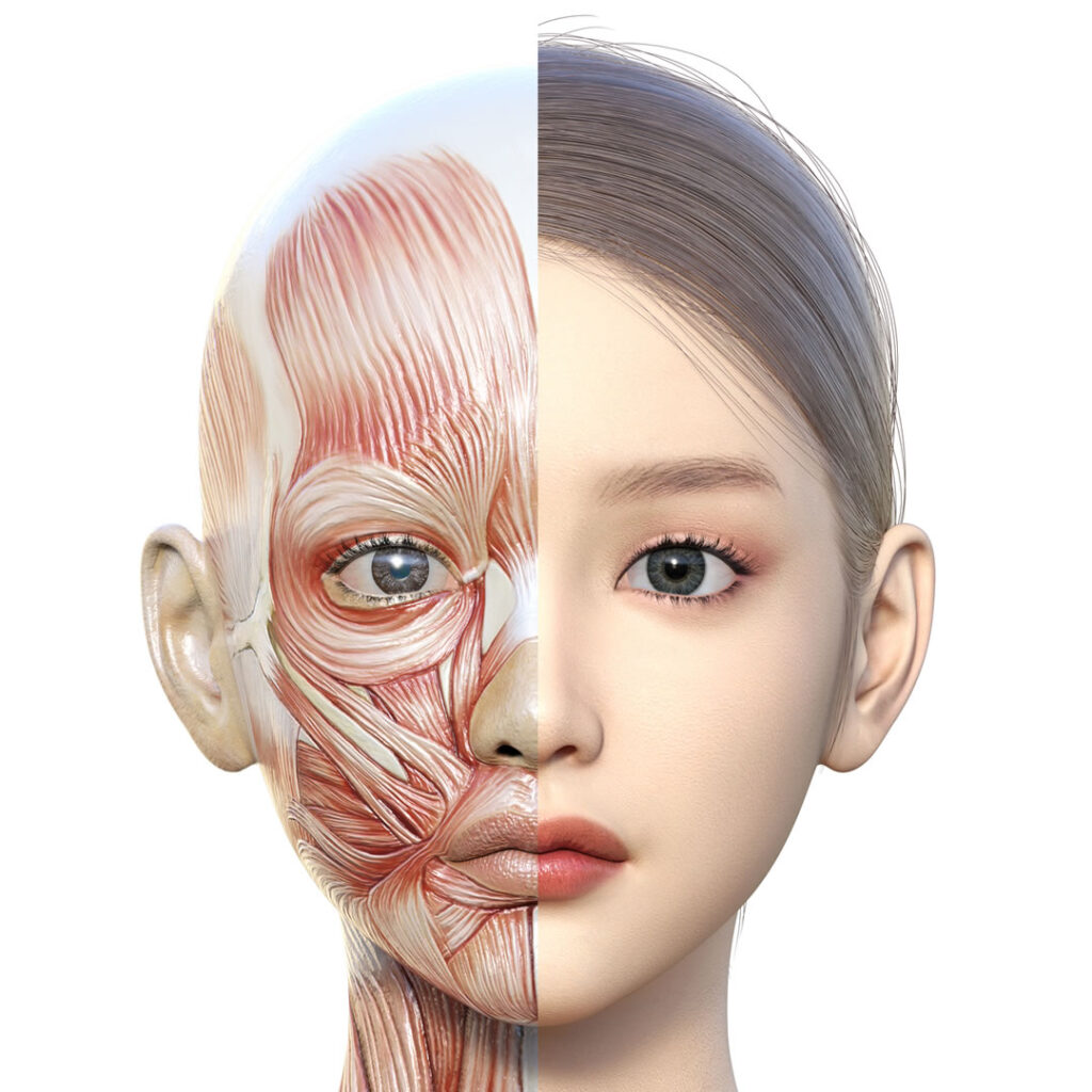 顔の筋肉の構造のイメージ